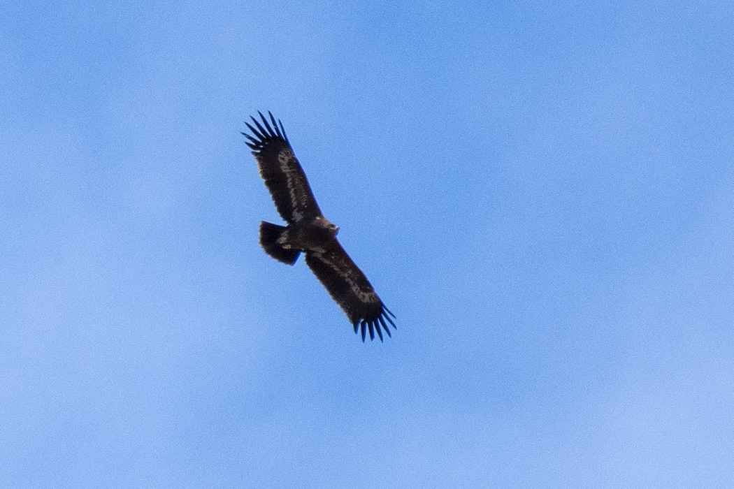 Steppe Eagle